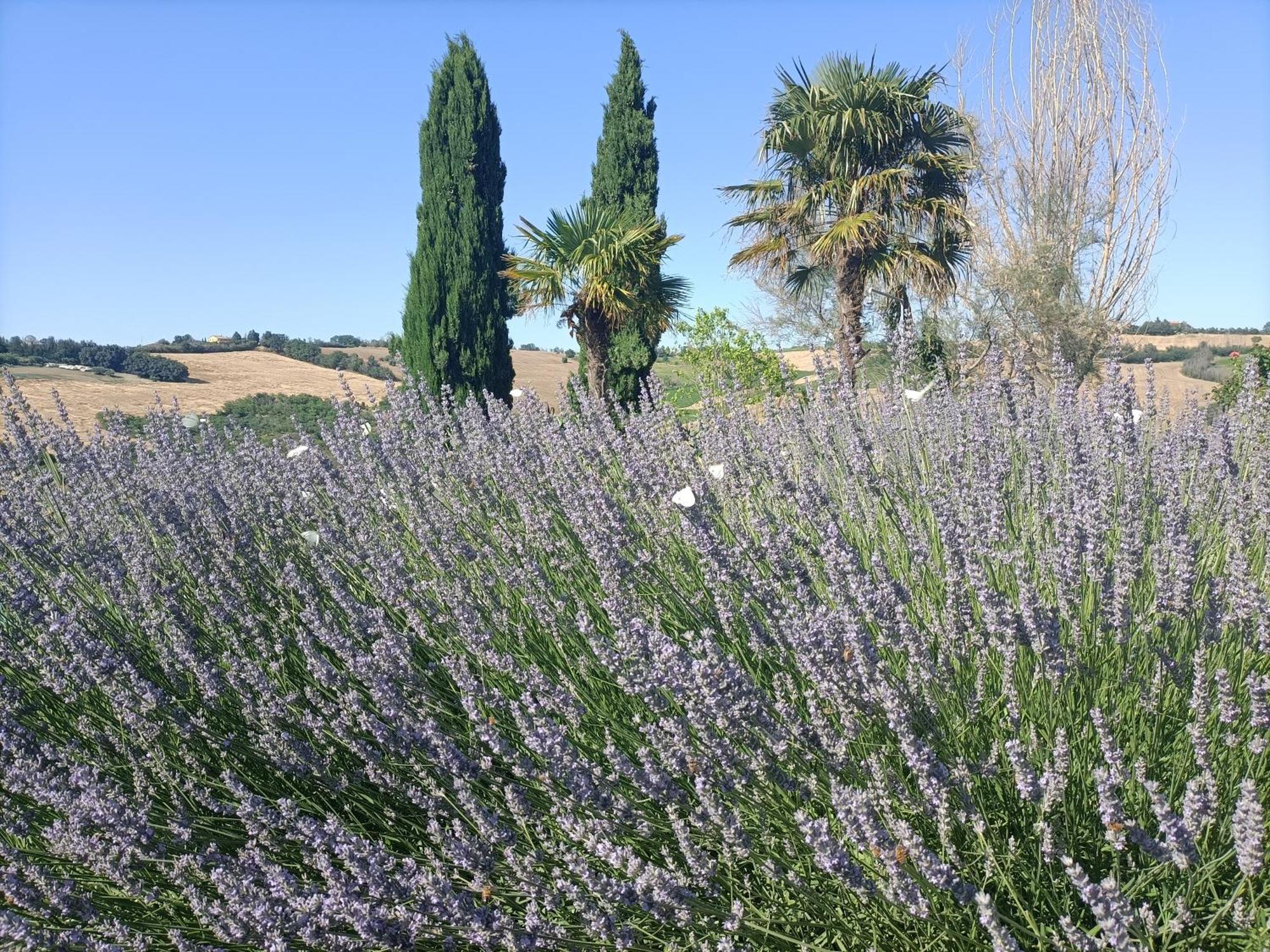 Hotel Casale Il Girasole Barbara Esterno foto