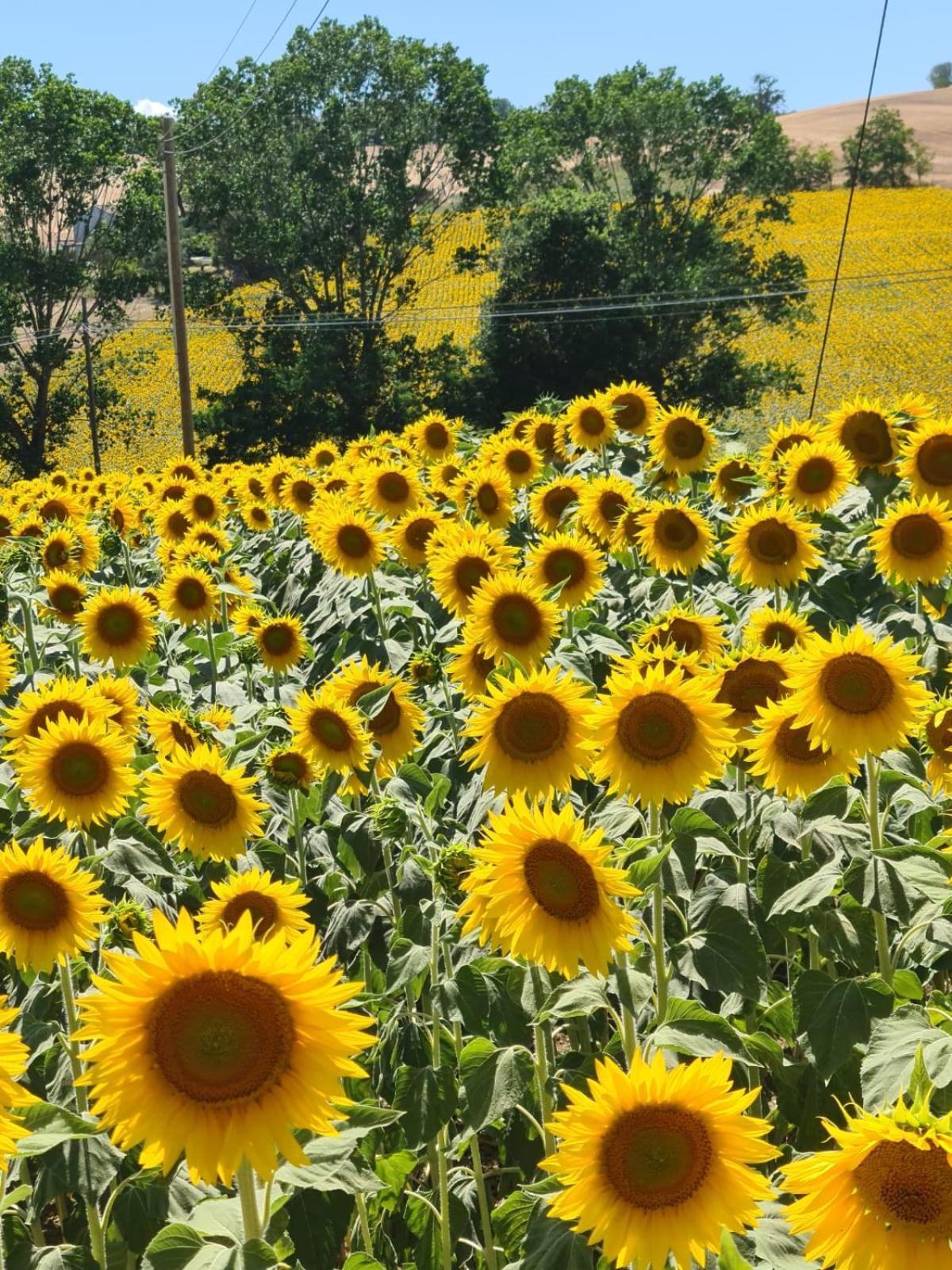 Hotel Casale Il Girasole Barbara Esterno foto